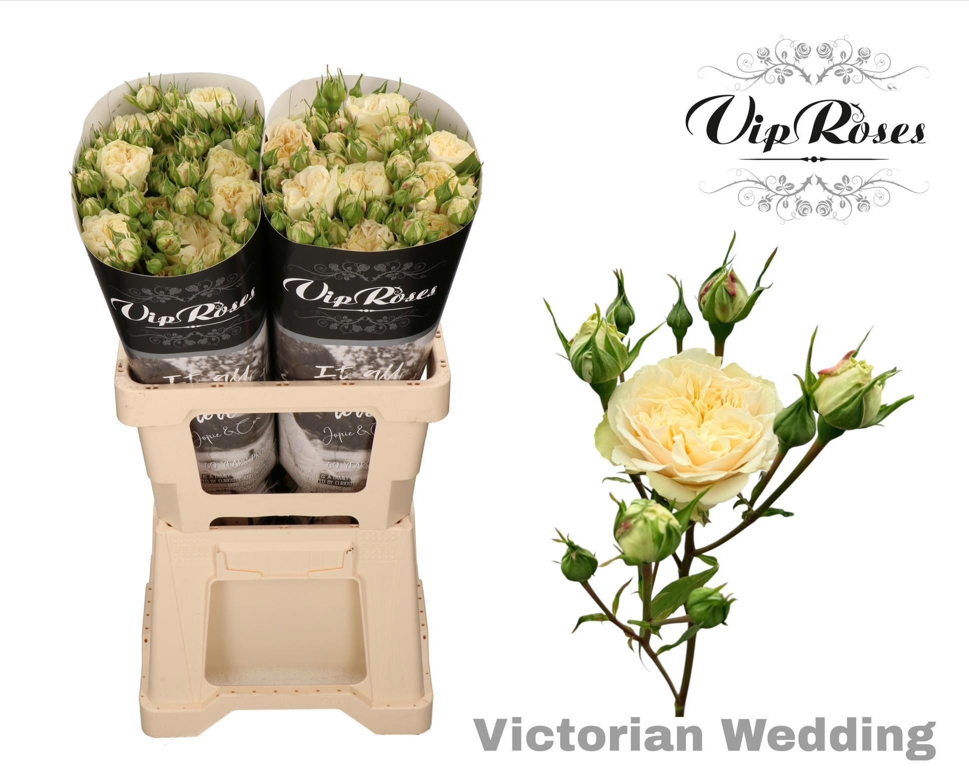 R Tr Victor Wedding+