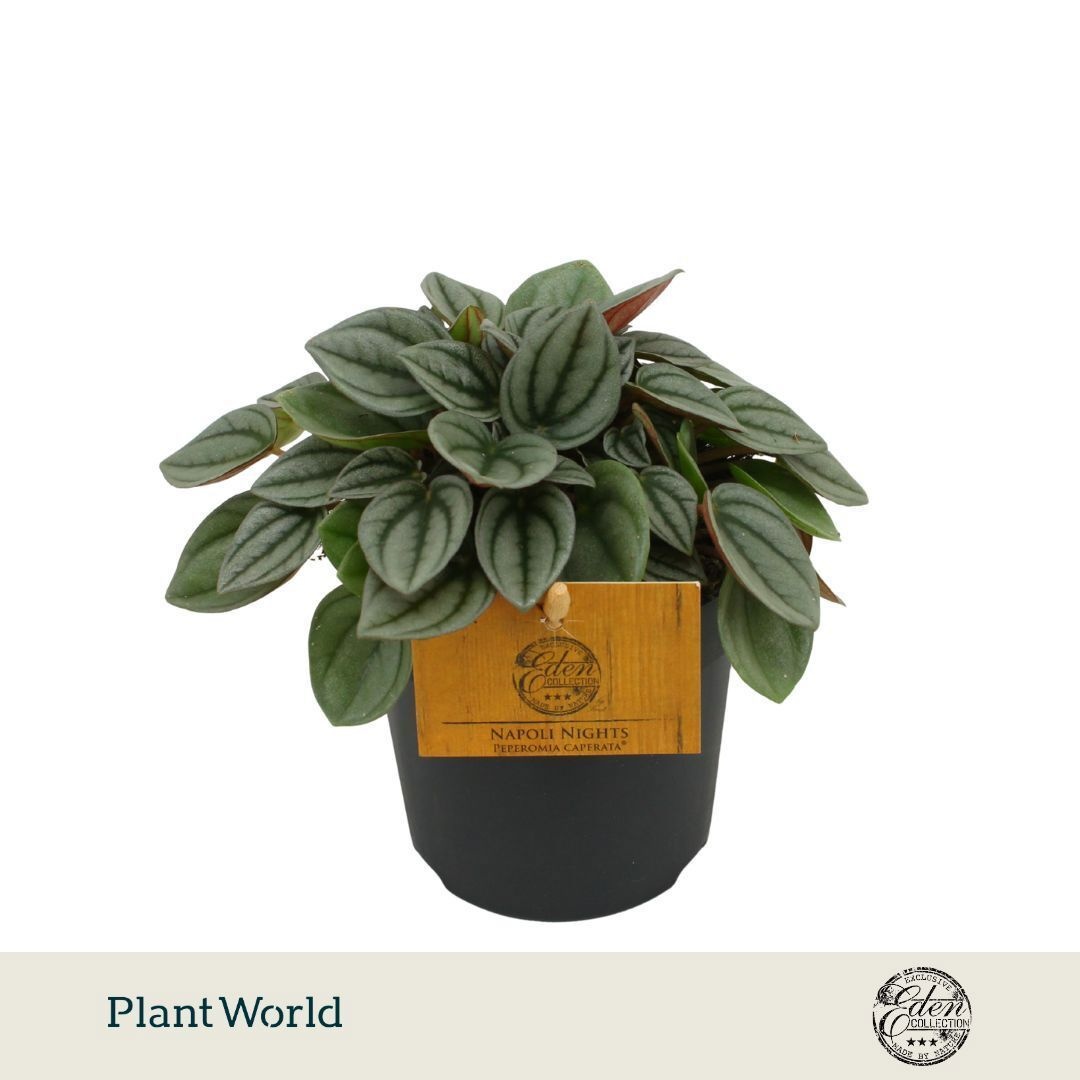 Peperomia 'Napoli Nights'