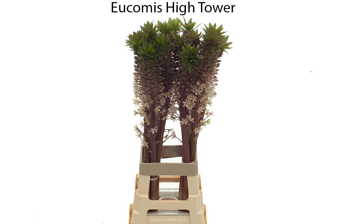Eucomis Ov