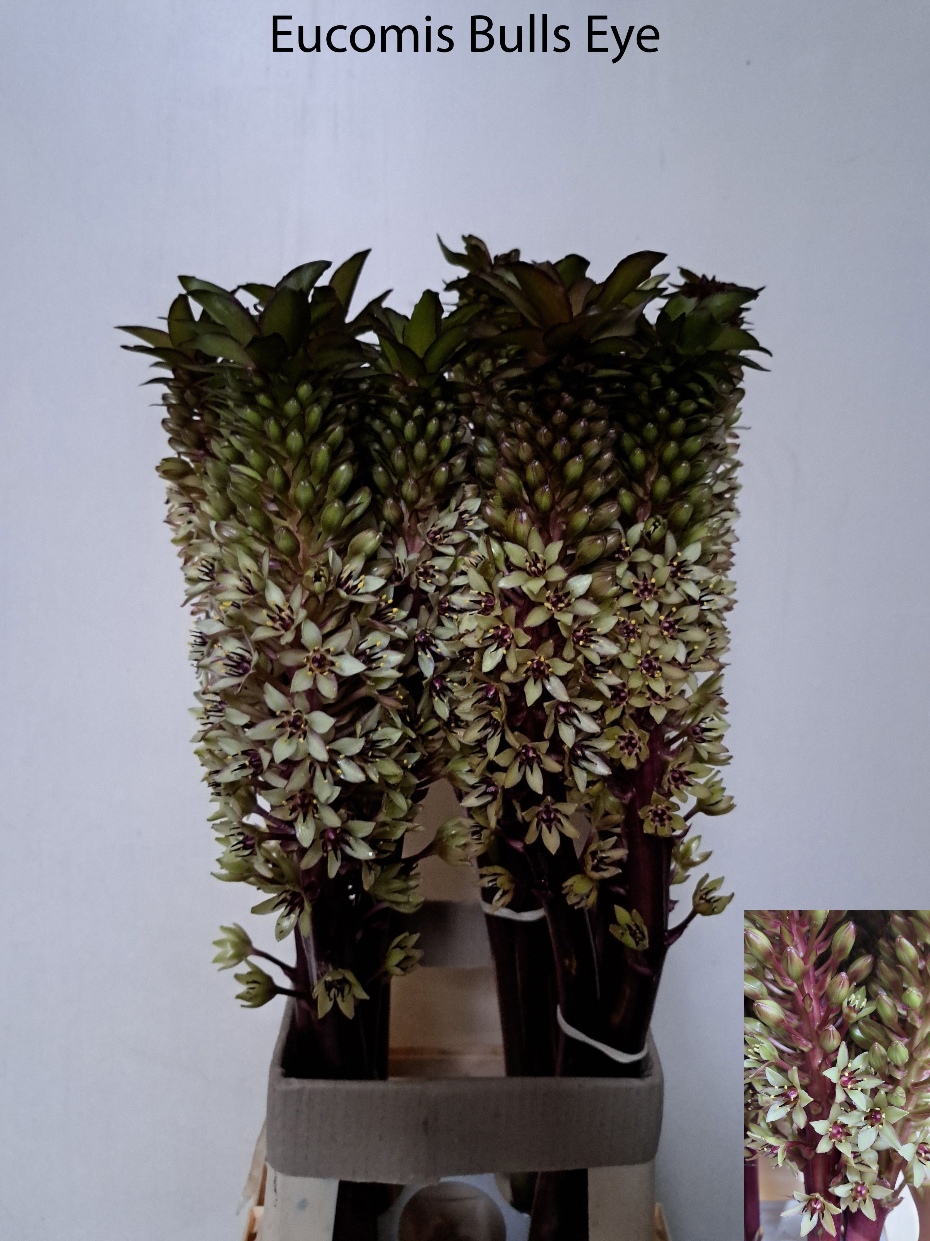 Eucomis Ov