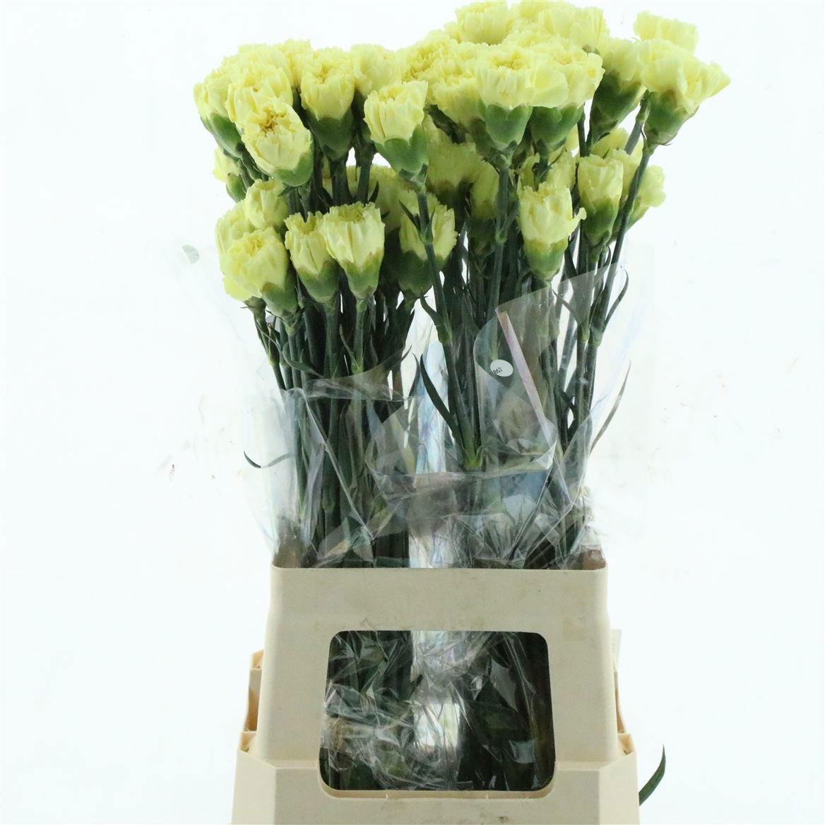 Dianthus St Janeiro 70cm