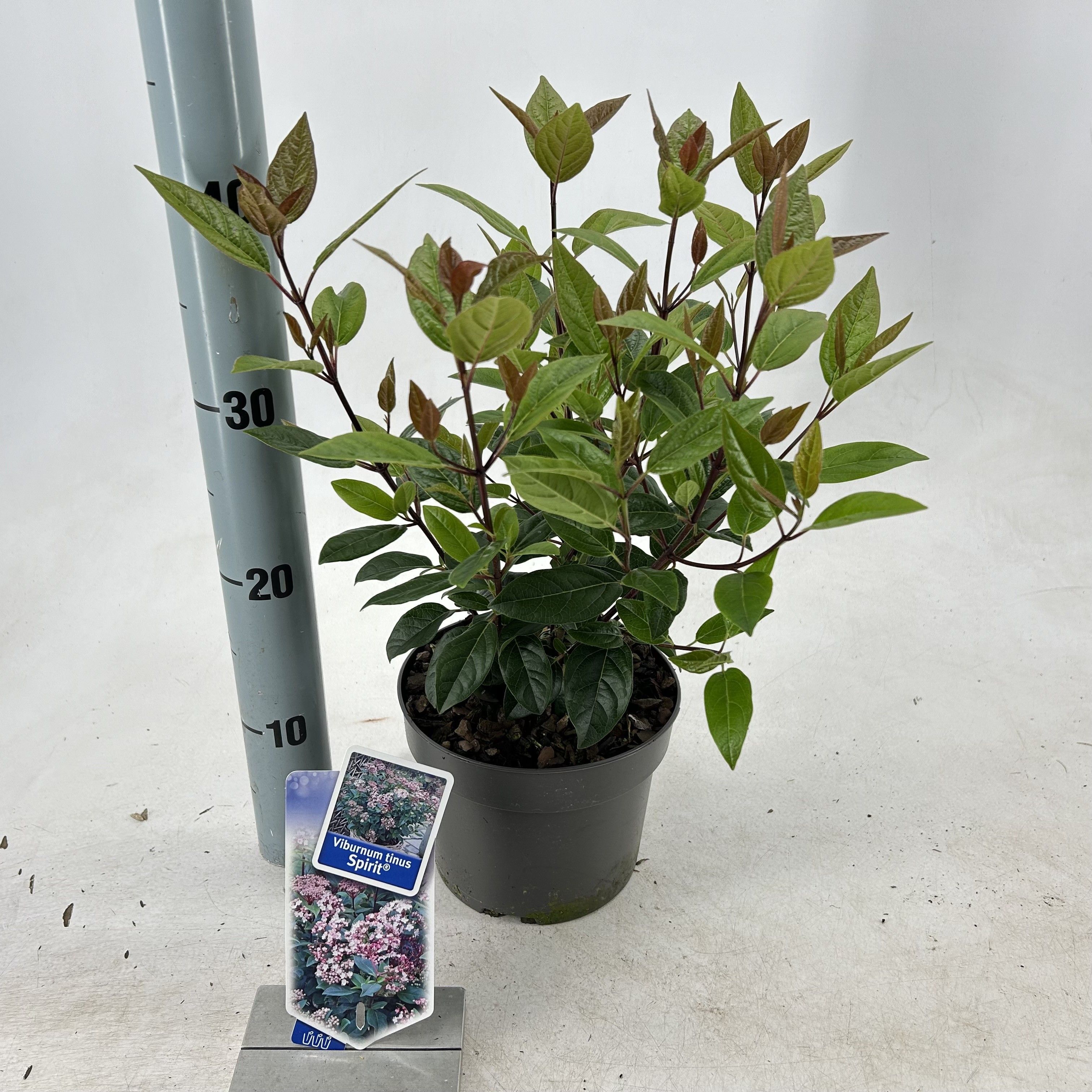 Picture of Viburnum tinus Spirit ('Anvi'PBR)
