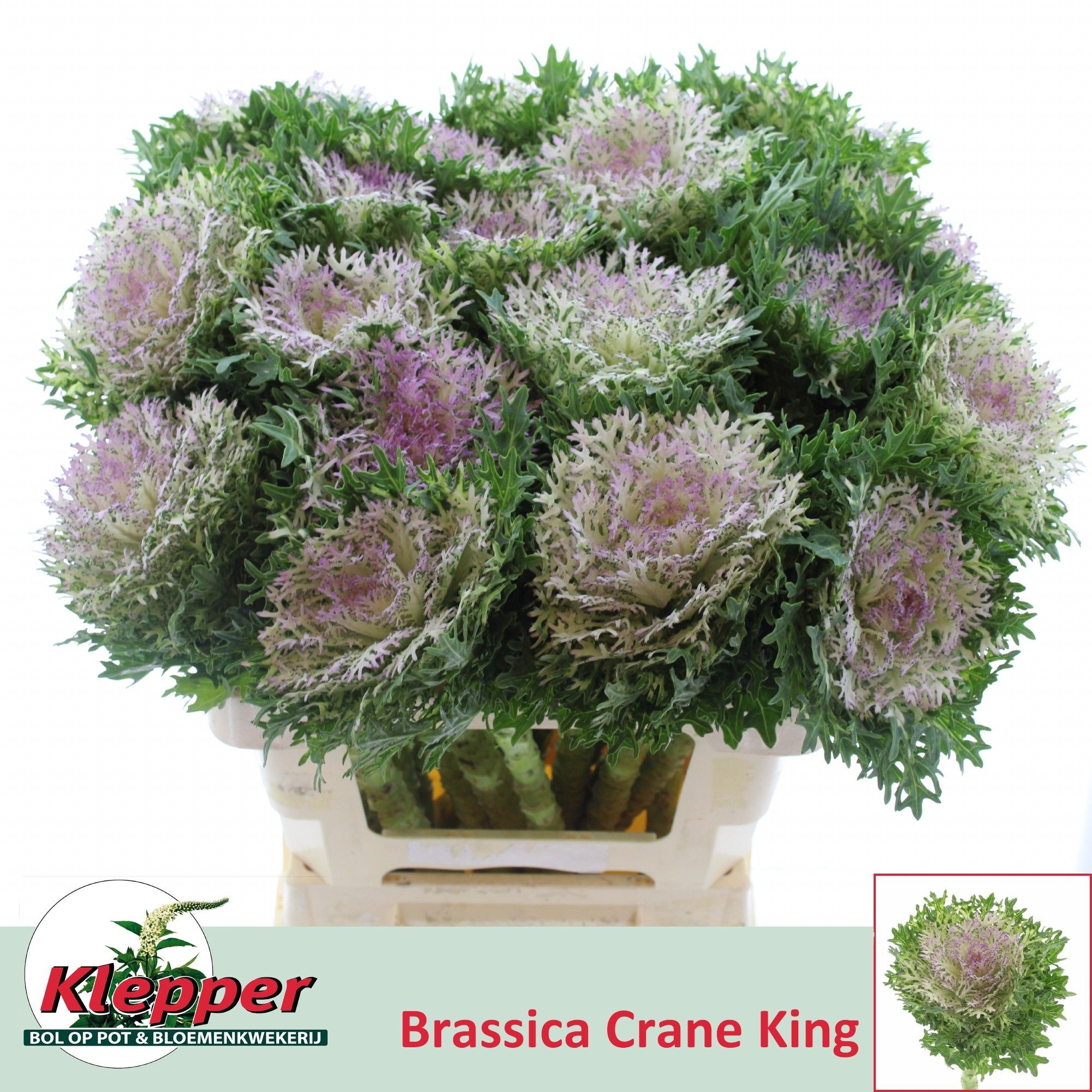 Brassica Crane King 60cm