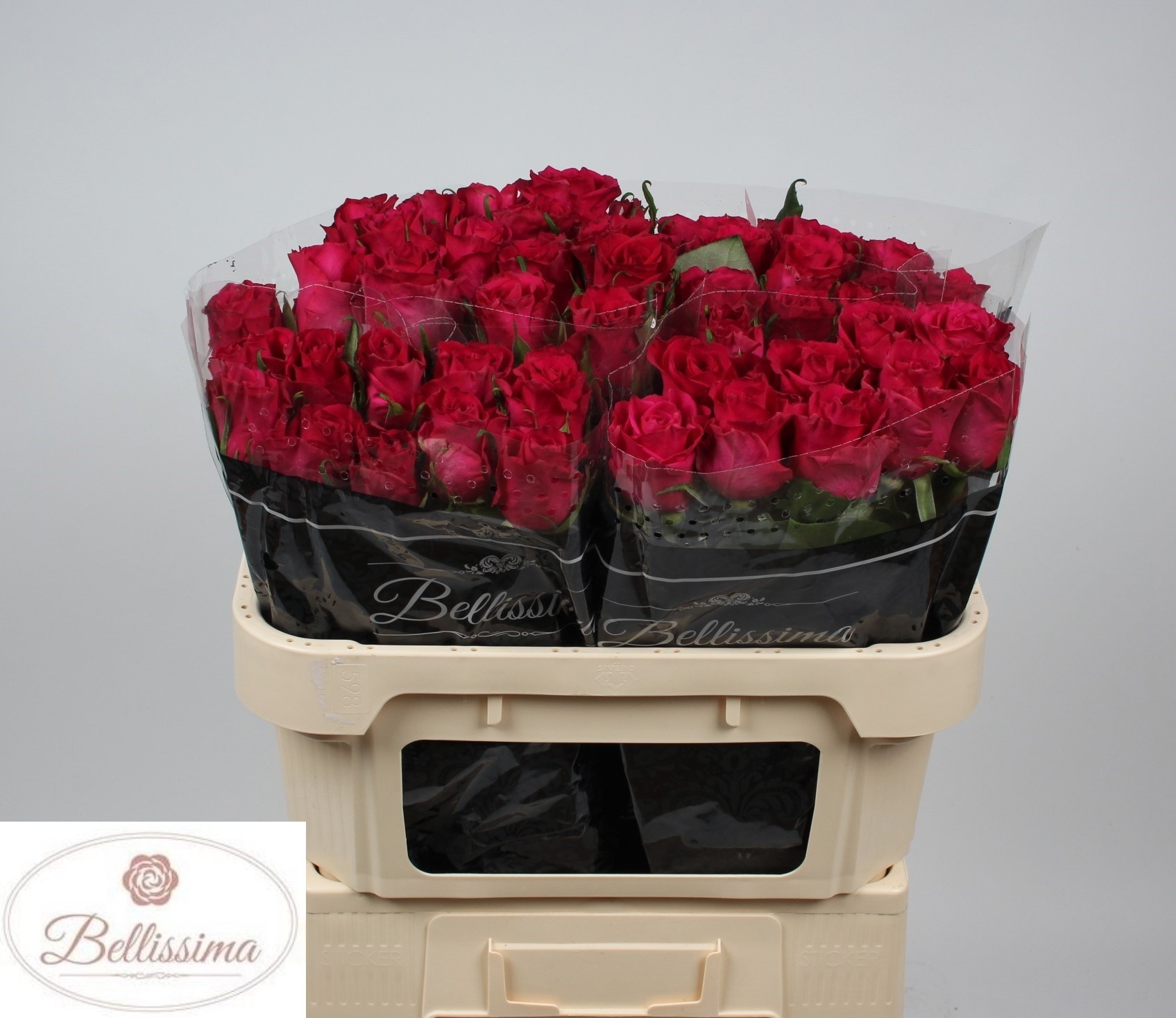 Rosa Ever Pink 70cm