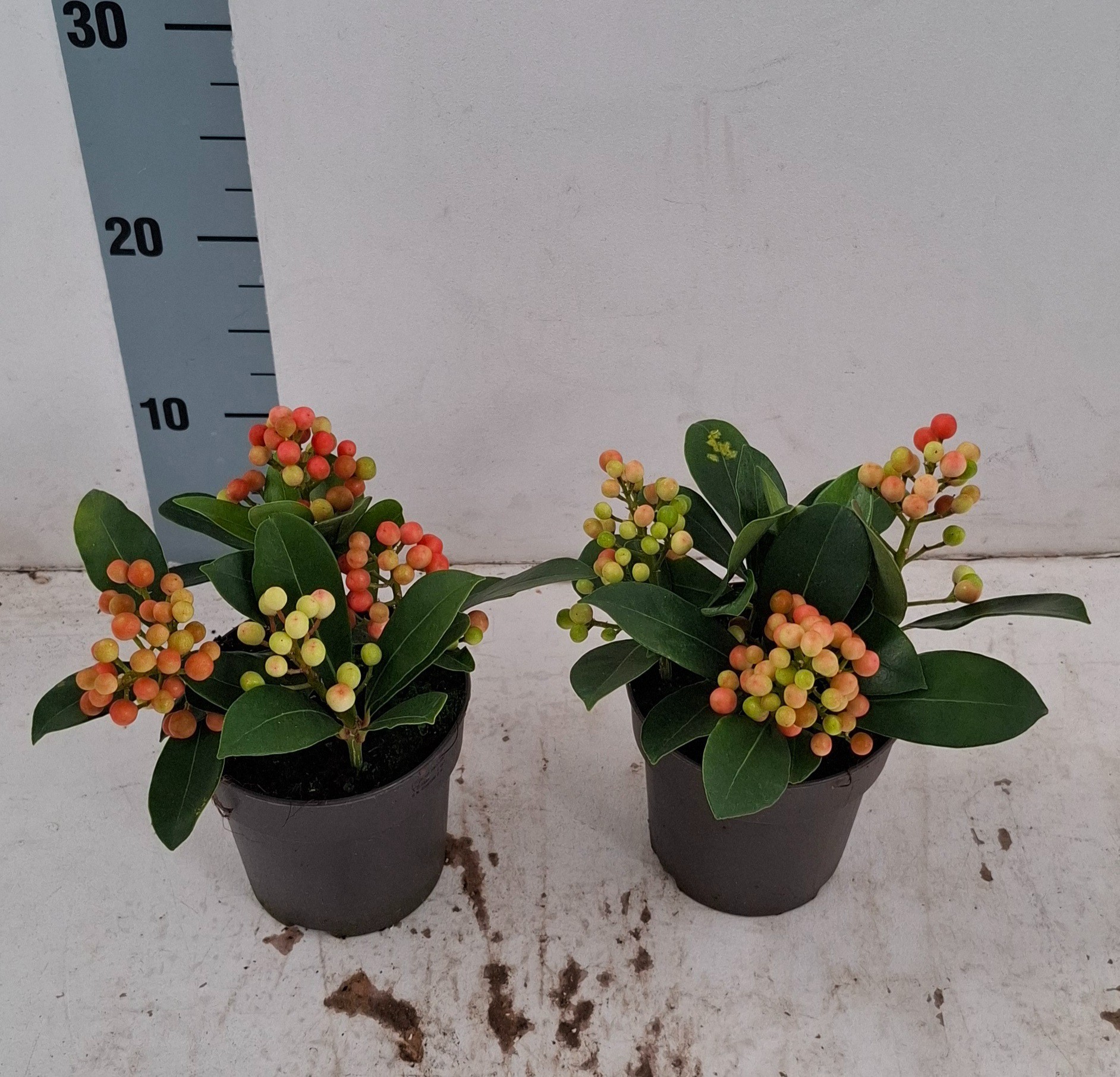 Skimmia jap. 'Temptation'