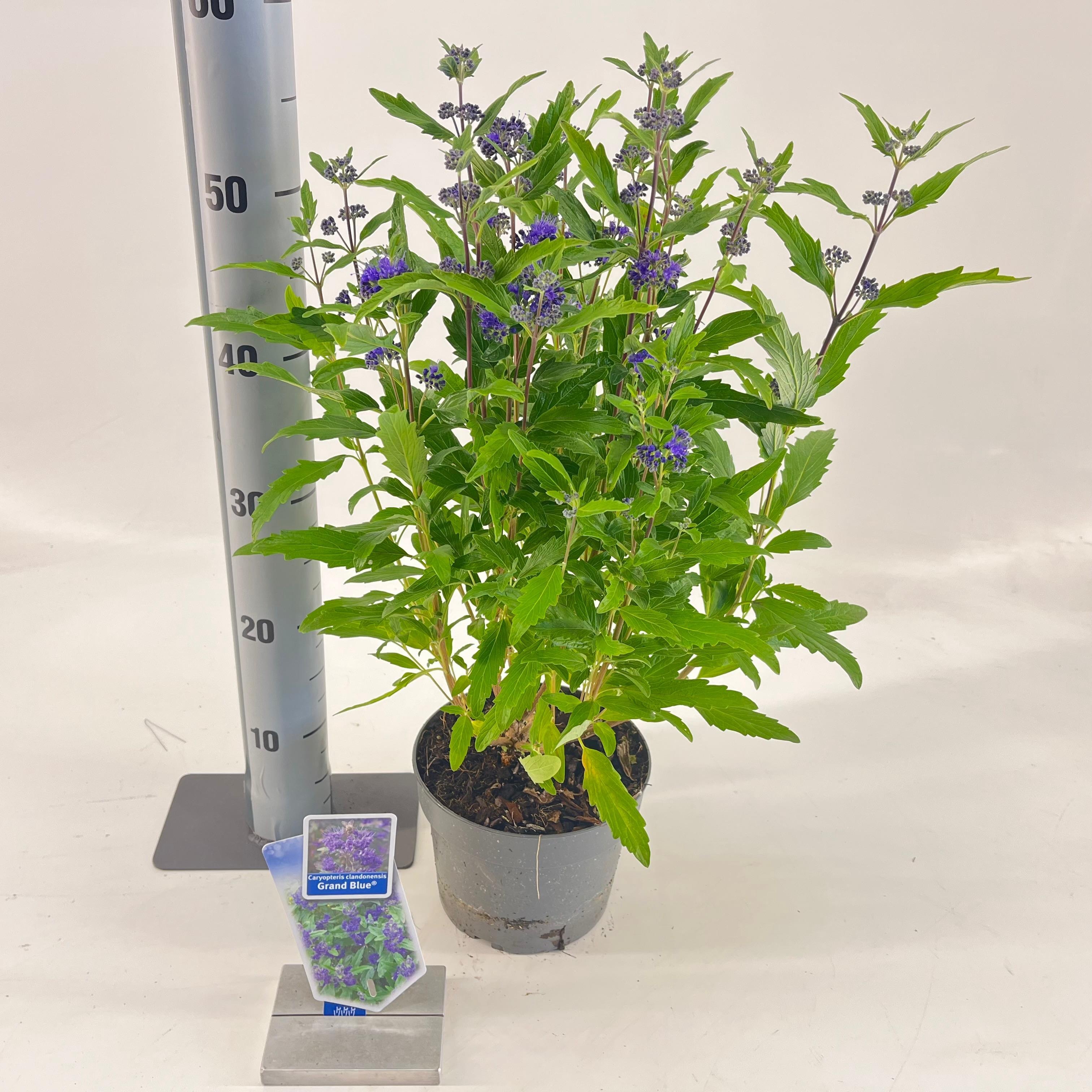 Picture of Caryopteris cland. Grand Bleu® ('Inoveris'PBR)