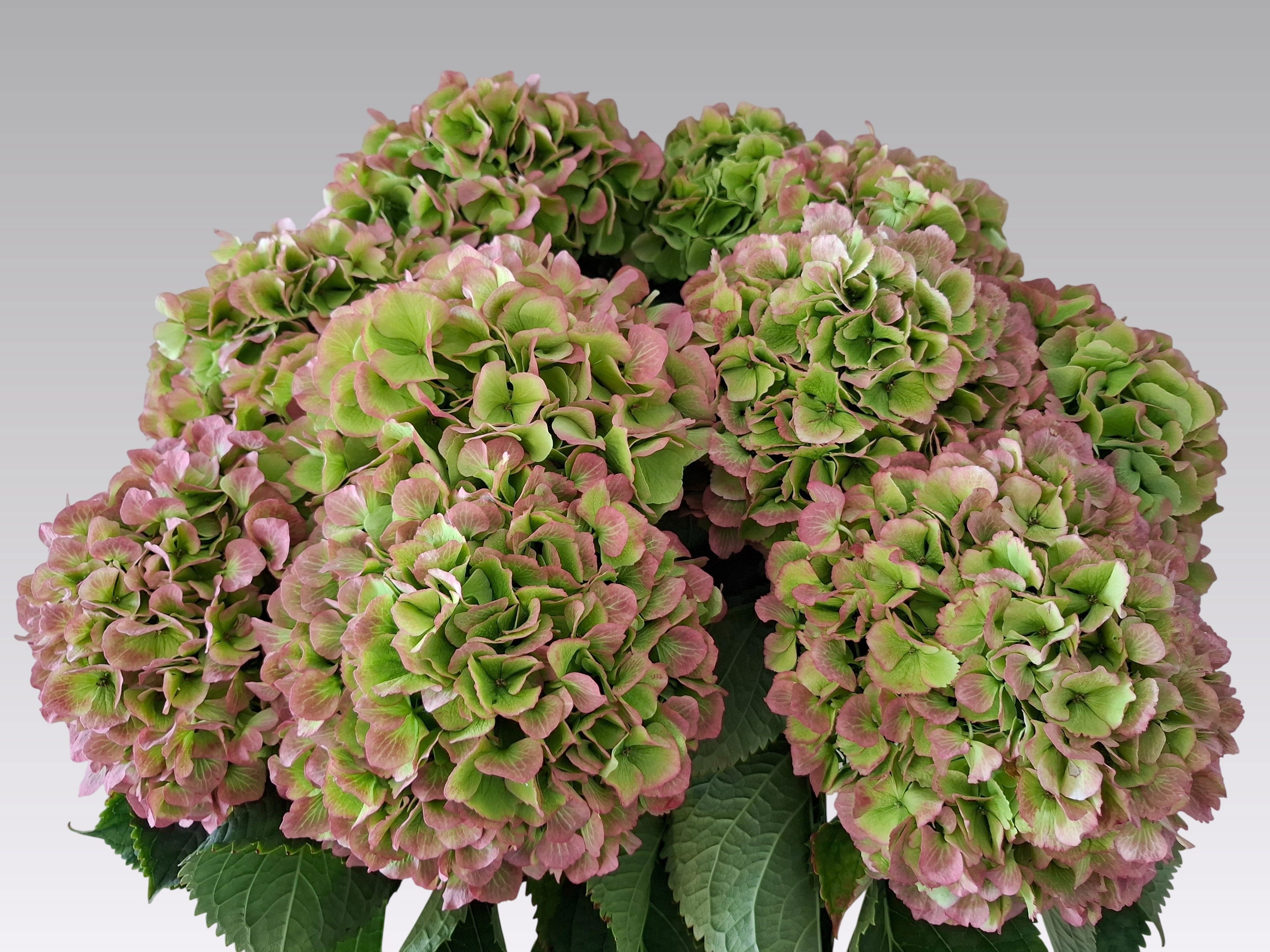 Hydrangea Verena Classic Red Green 60cm 22Ø