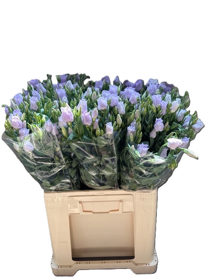 Eus G Arena Lavender