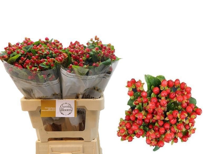 Hypericum Triumph 60cm