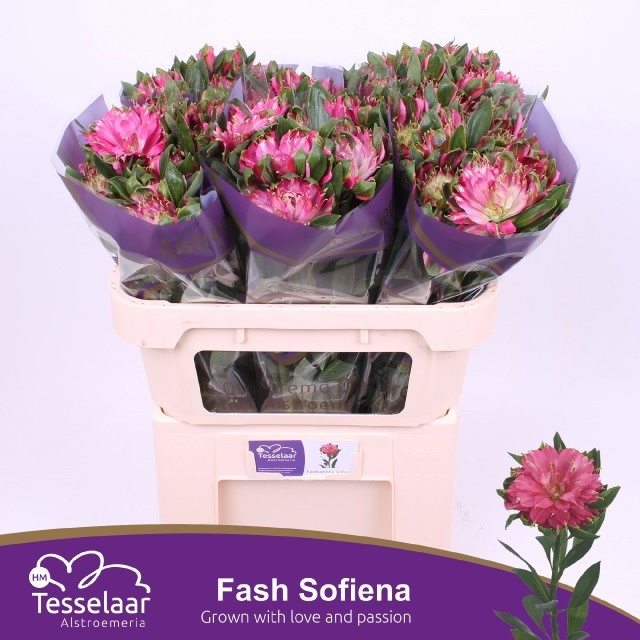 Alstr Fash Sofiena 70cm 65gram