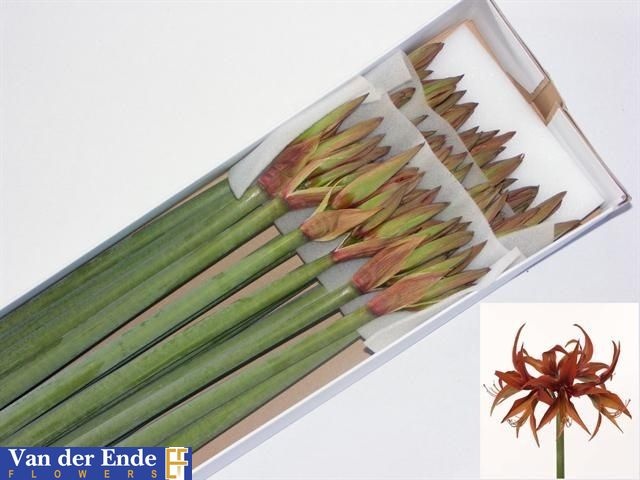 Hippeastrum Mini Merenque 75cm 4bl