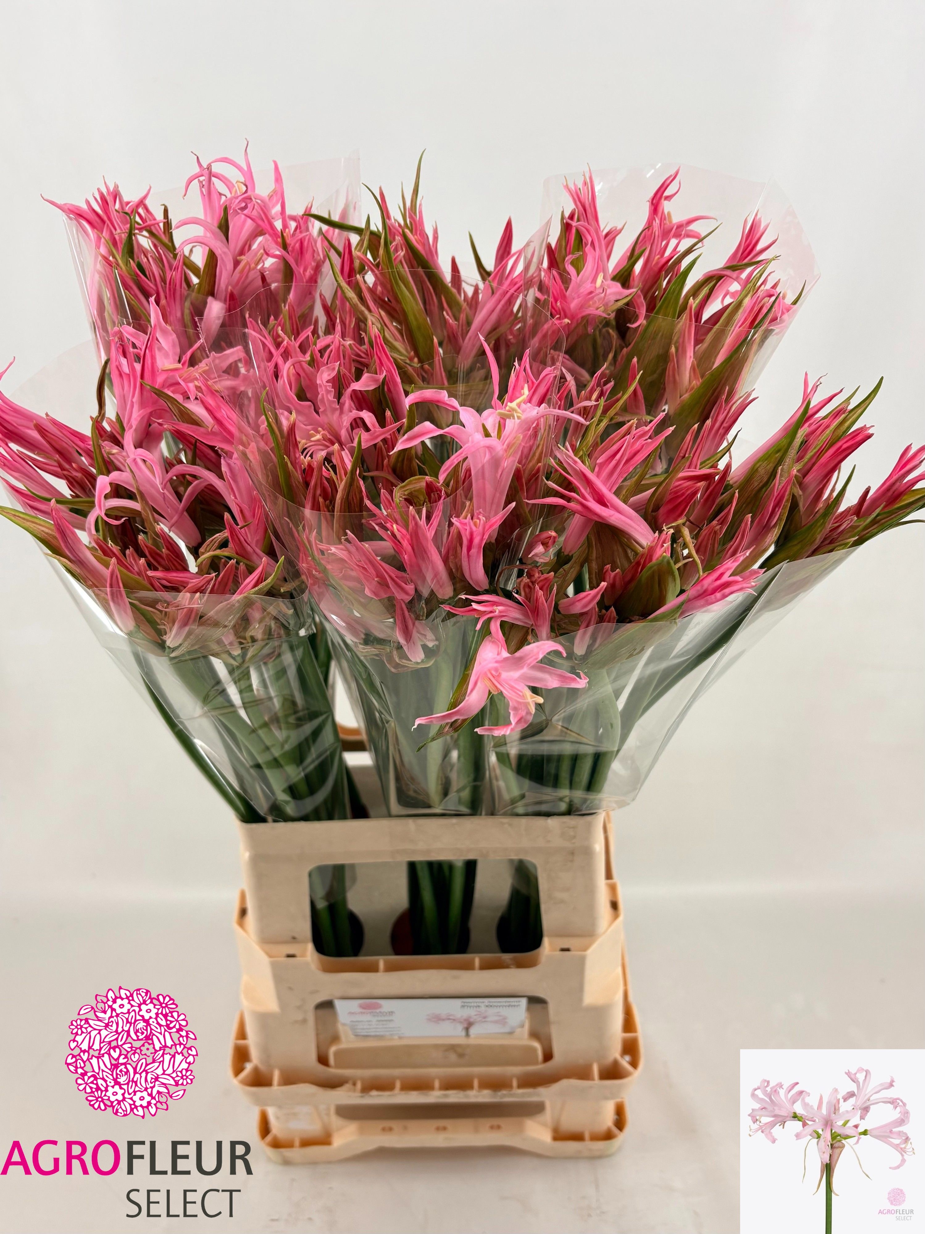 Ne Bo Pink Wonder 70cm
