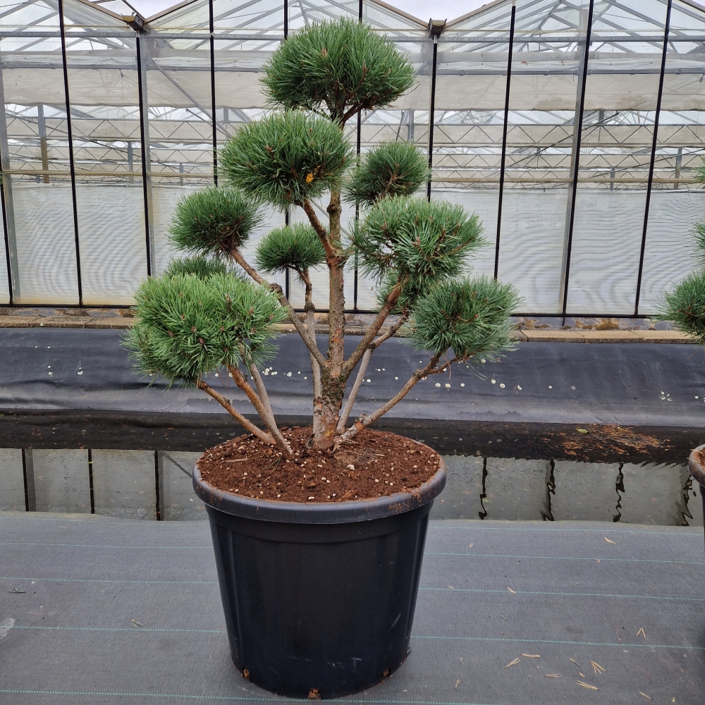 Picture of Pinus sylvestris Watereri C110 100/110 (LOOSE)