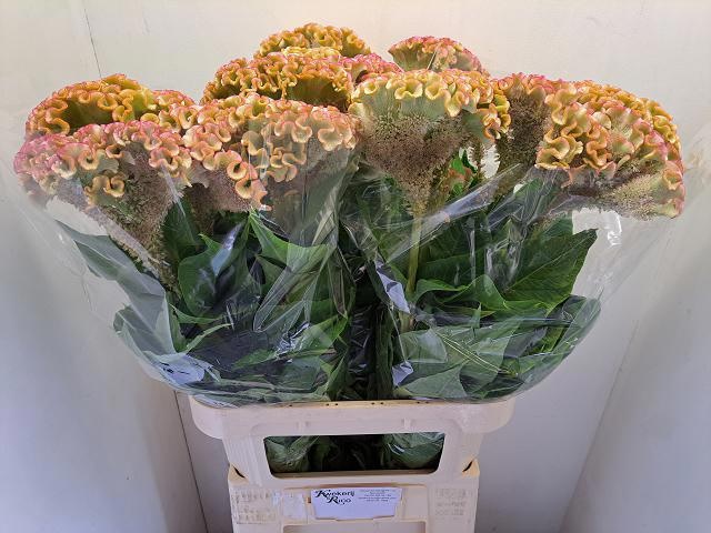 Celosia Act Bar Bossa 90cm
