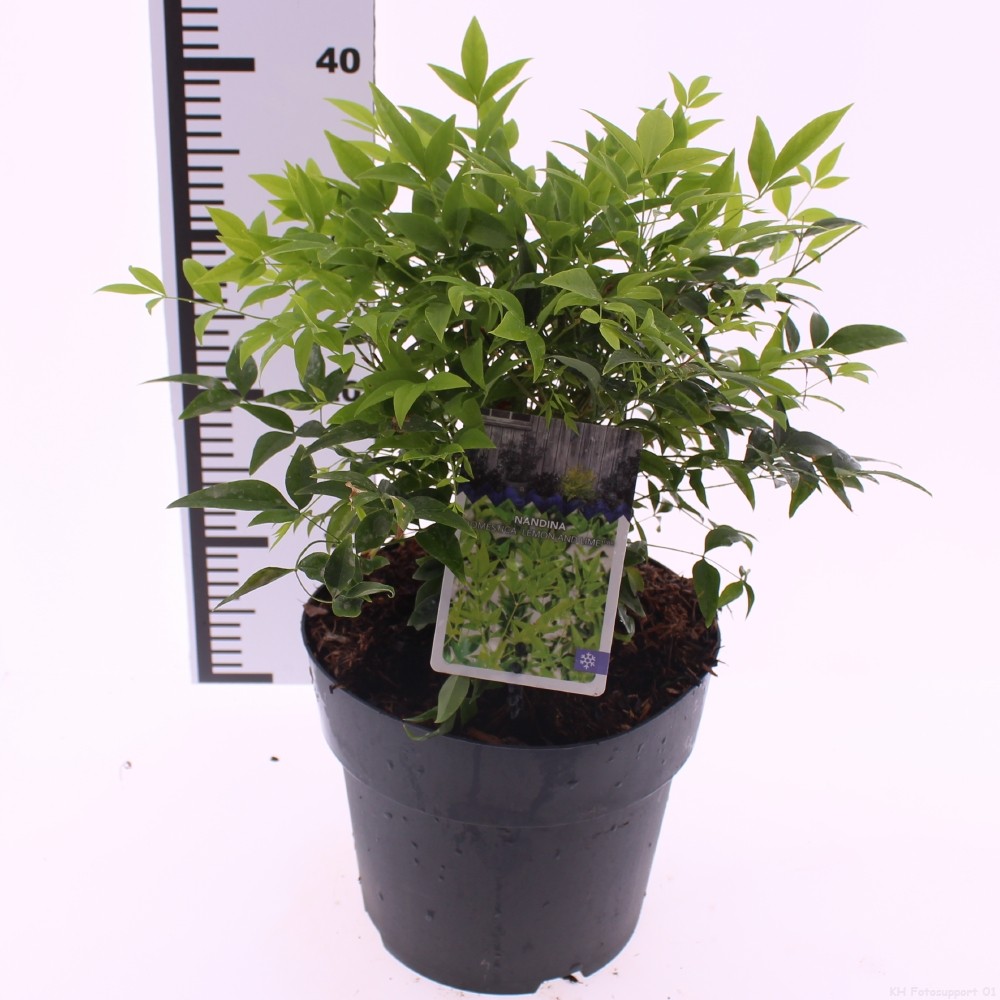 Picture of Nandina domestica 'Lemon and Lime'