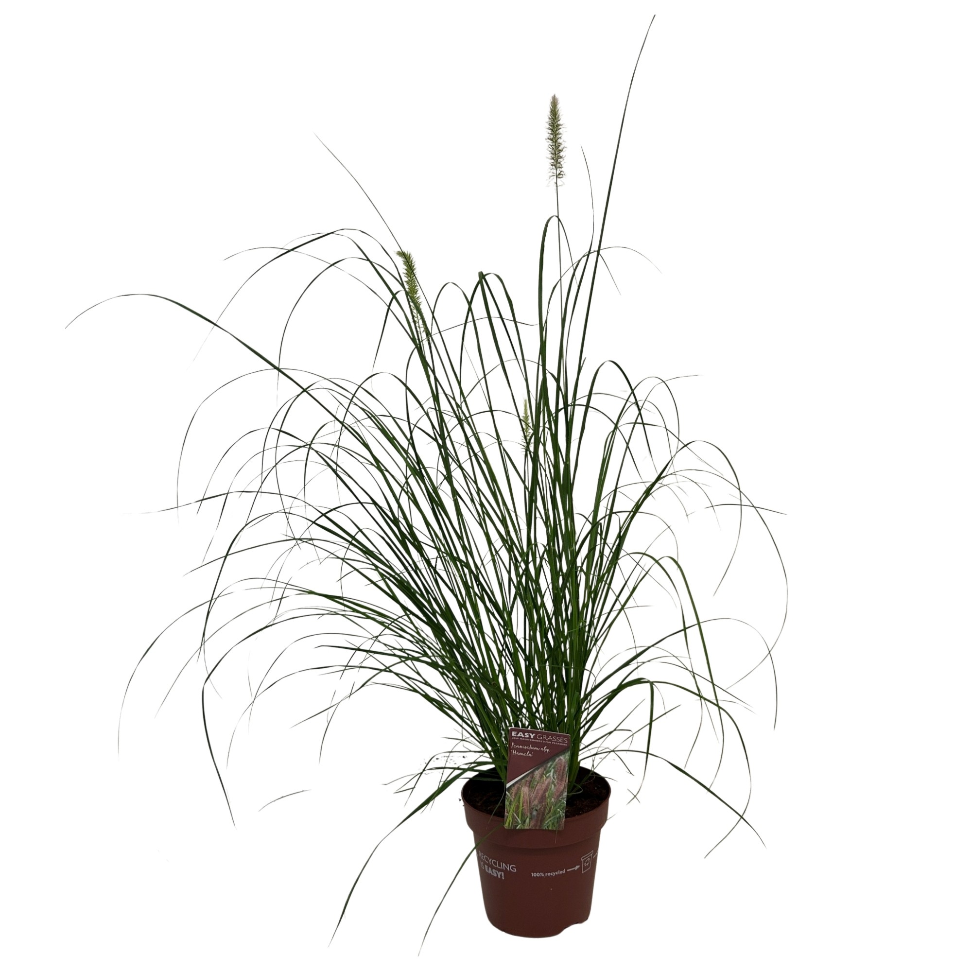 Picture of Pennisetum alop. Hameln