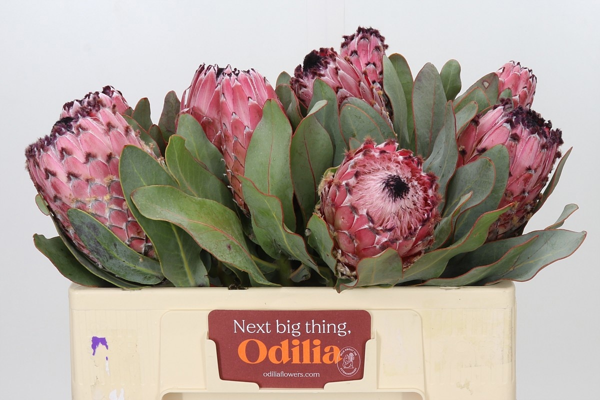 Protea Magnifica