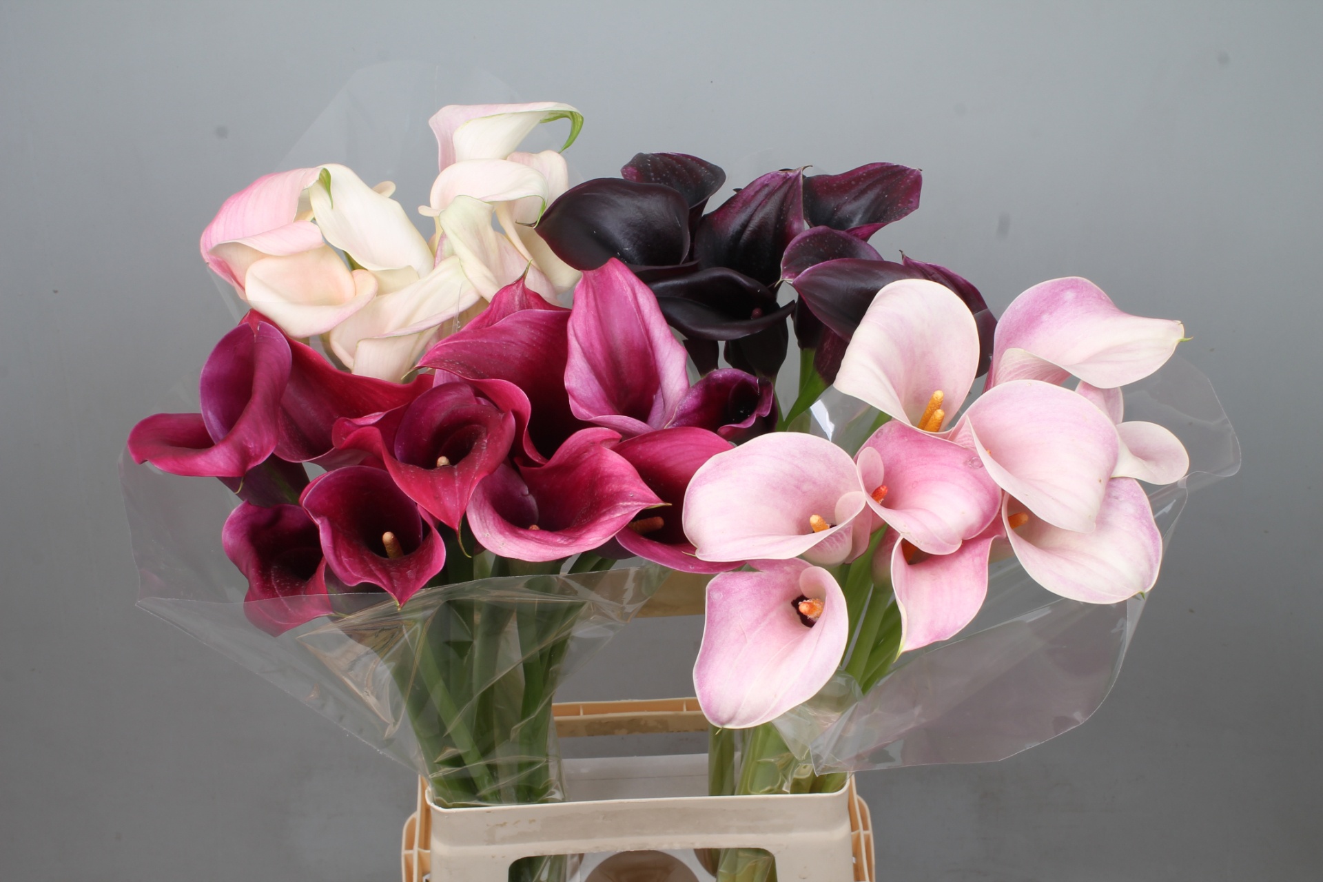 Calla Assorted 70cm