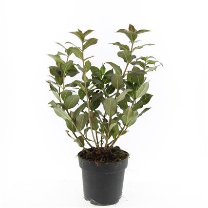 Picture of Weigela florida Tango P17 (2 Ltr) (LOOSE)