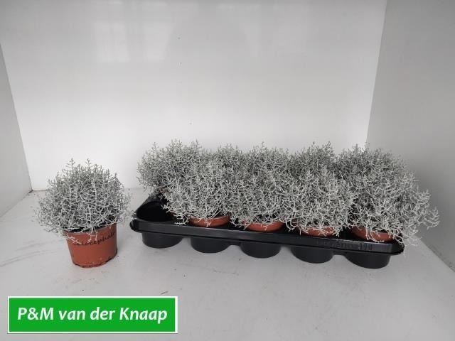 Leucoph Brownii 12P 25H