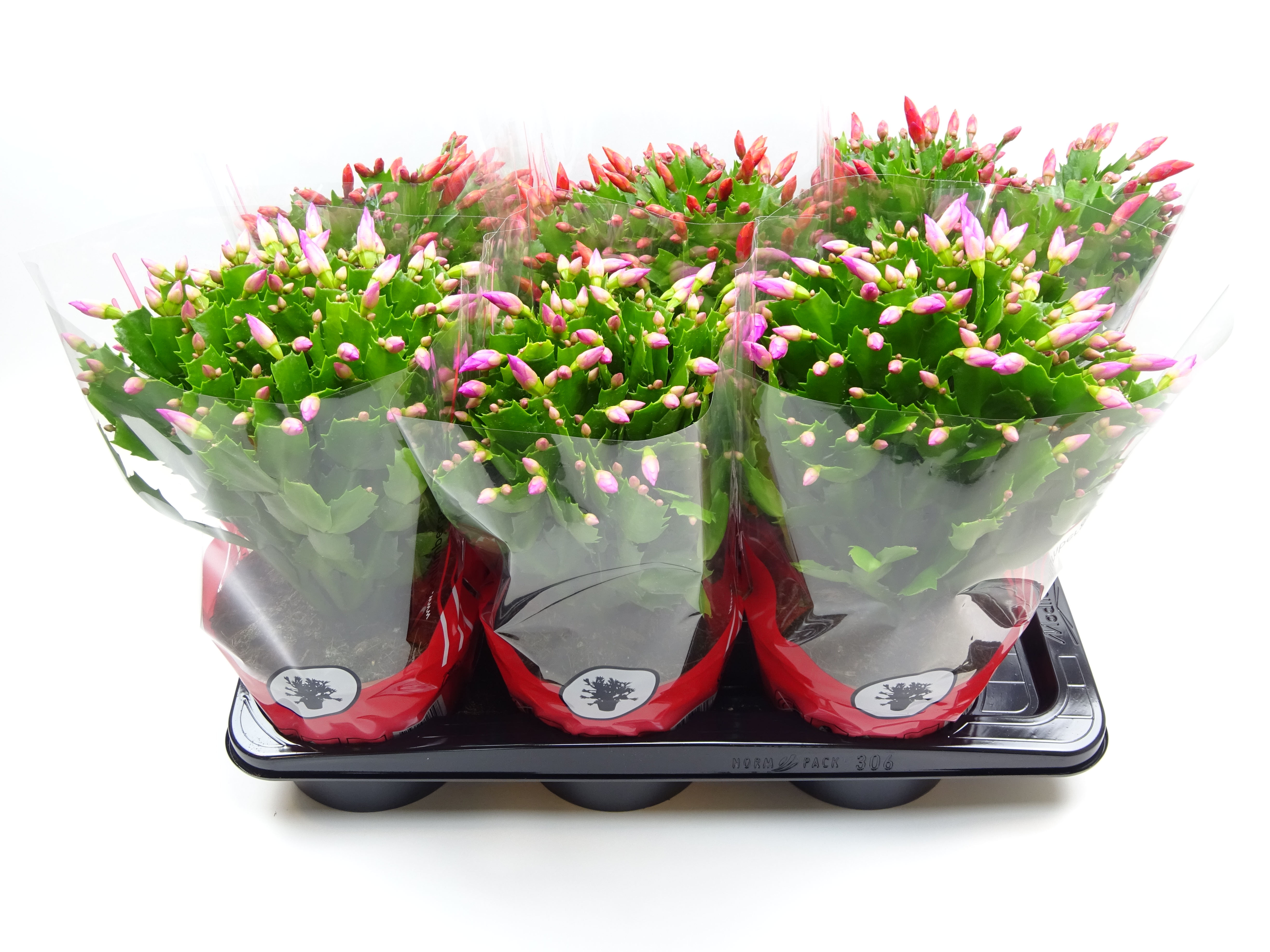 Picture of Schlumbergera truncata in 2 varieties in red sleeve P17 35CM