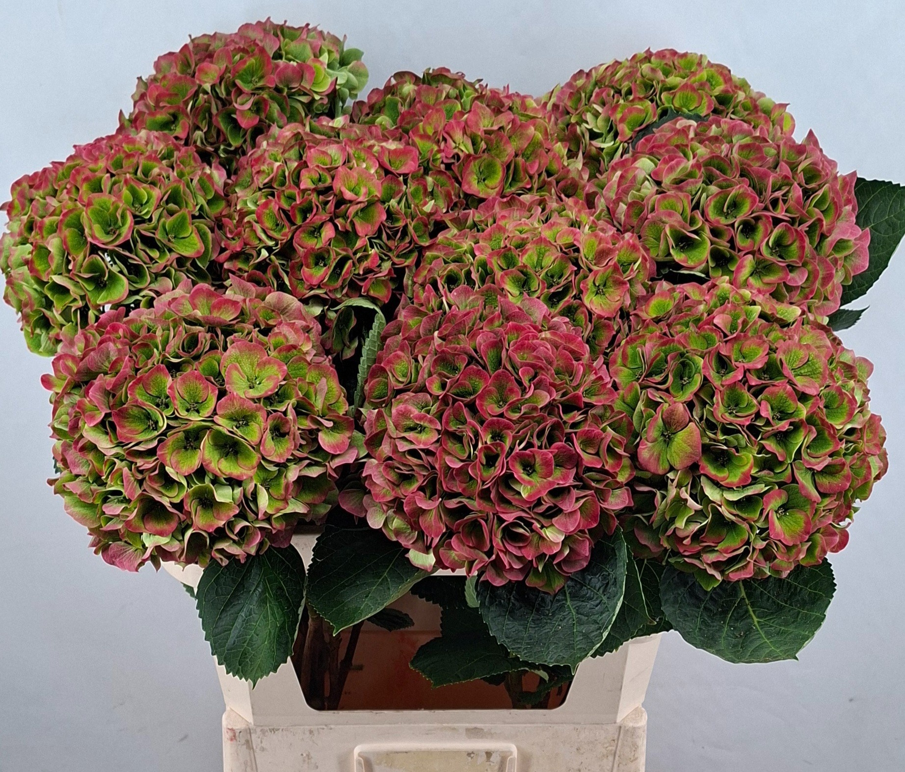 Hydrangea Opal Clas Pink 80cm 21Ø