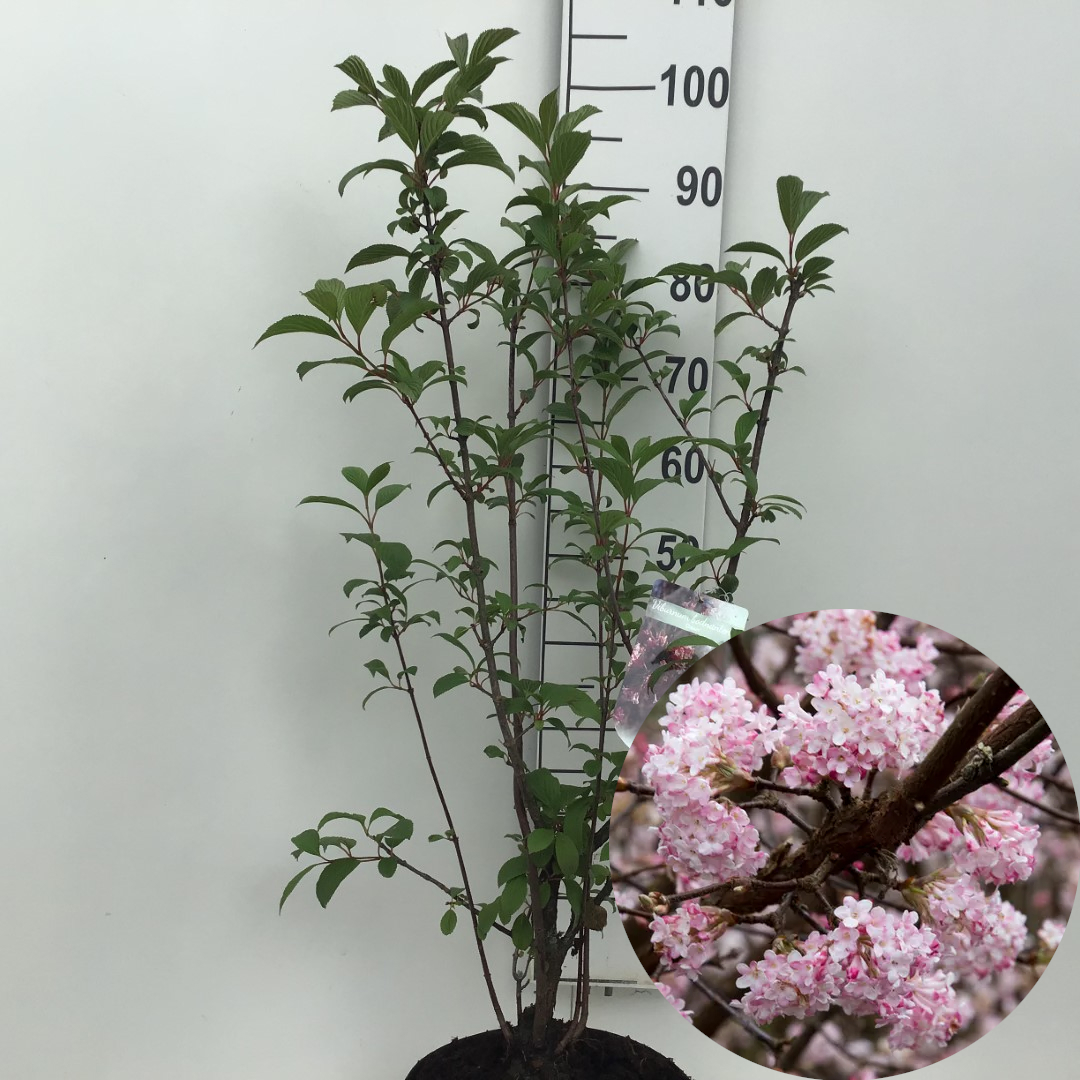 Viburnum bodnantense 'Dawn'