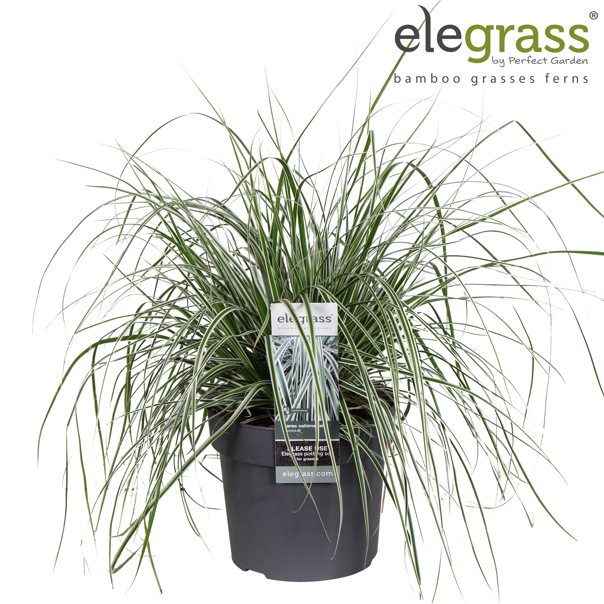 Picture of Carex oshimensis 'Everest' P19