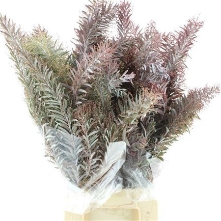 Acacia Decurrens Pb 10cm 200gram