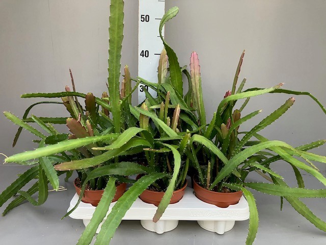 Epiphyllum epiphyllum red tip