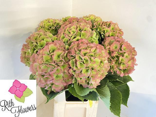 Hydrangea Verena Classic Pink 60cm 20Ø
