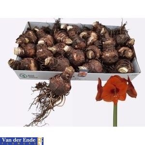 Bloembol Hippeastrum