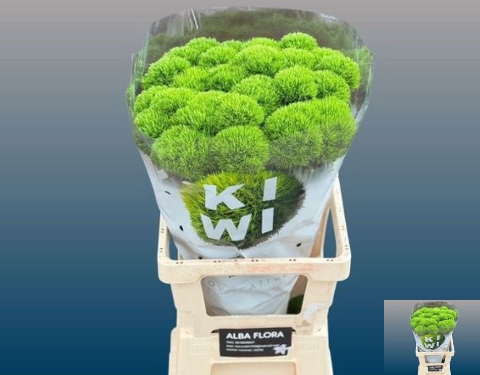 Dianthus Barb Kiwi Cool 50cm