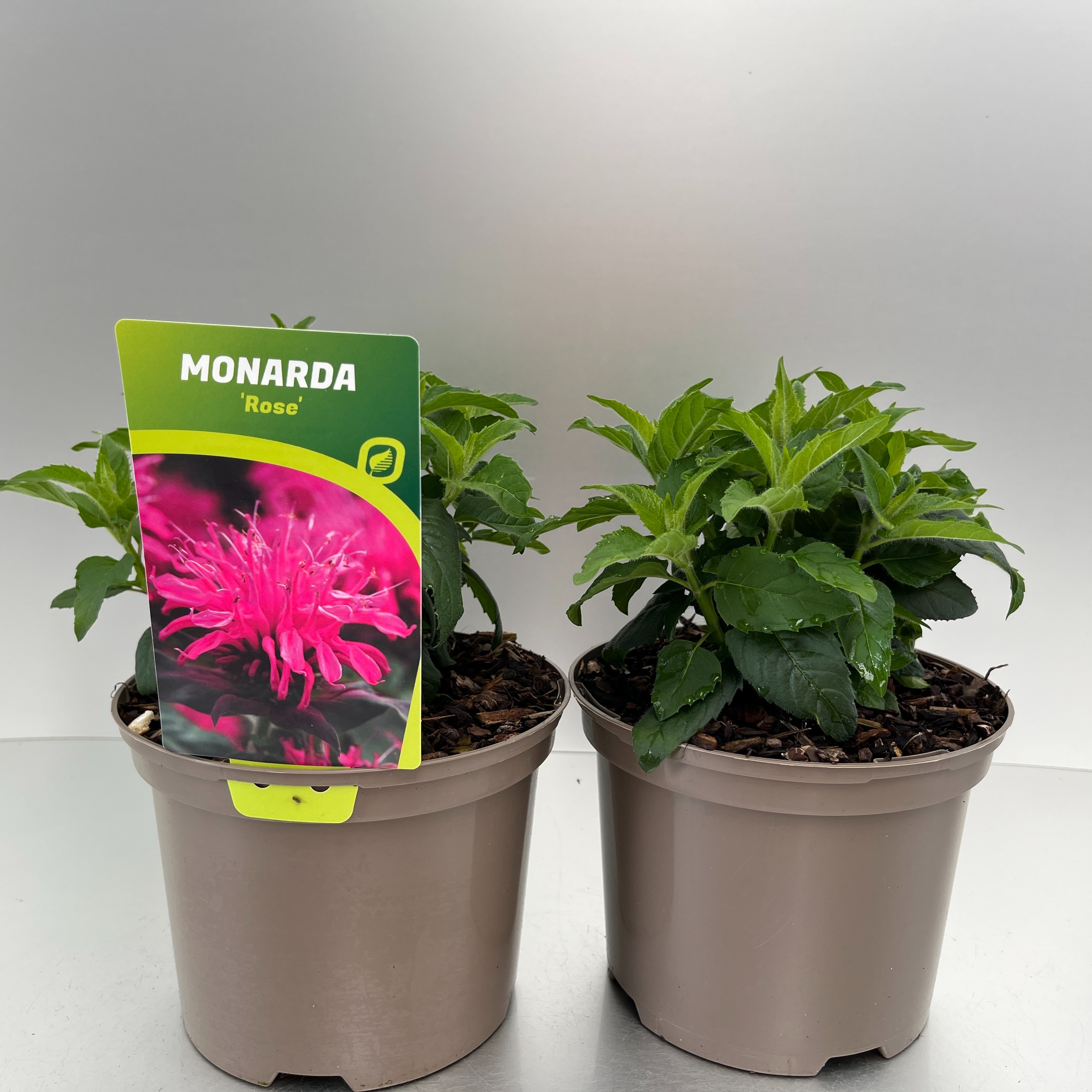 Picture of Monarda didyma Balmy Rose P17 (2 Ltr)