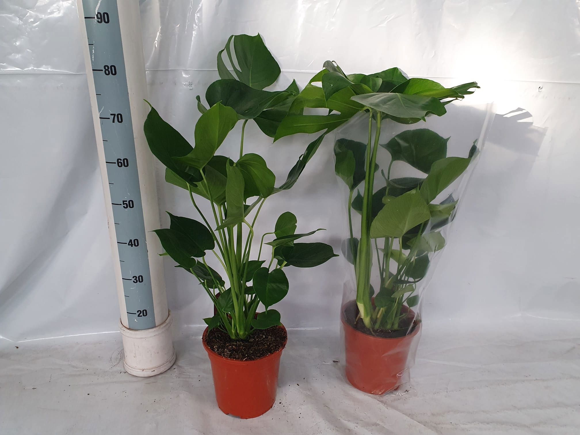 Monstera Deliciosa 21Ø 80cm