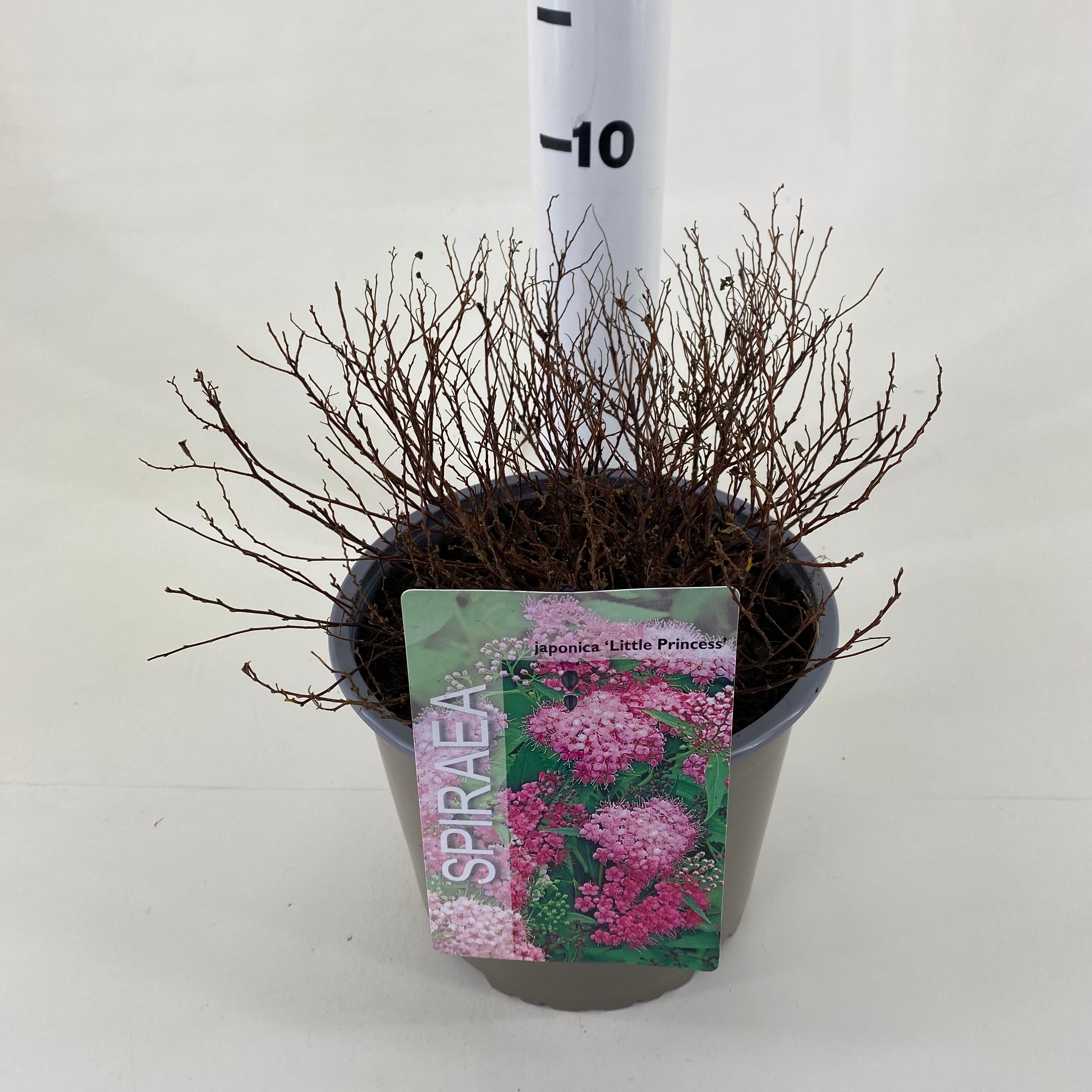 Picture of Spiraea japonica Little Princess P19 (3 Ltr) (LOOSE)