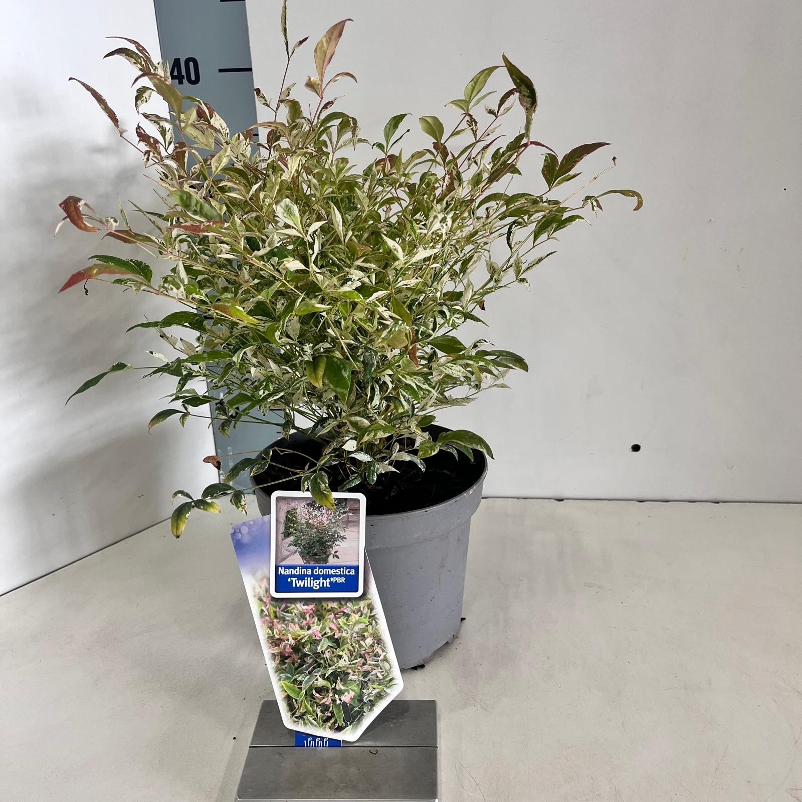 Picture of Nandina domestica 'Twilight'