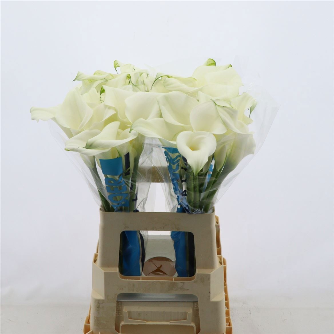Calla Pure Art 60cm