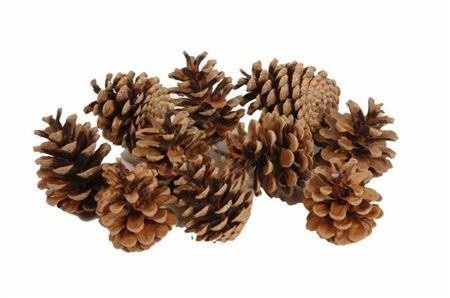 Stick Pine Cone Wax