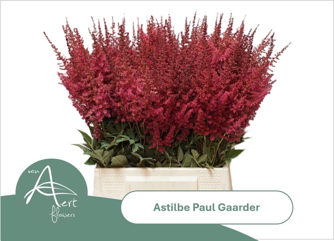 Astil Ar Paul Gaarde