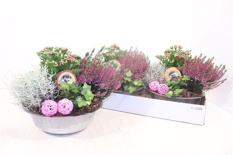 Arr Tuinplanten 25P 30cm