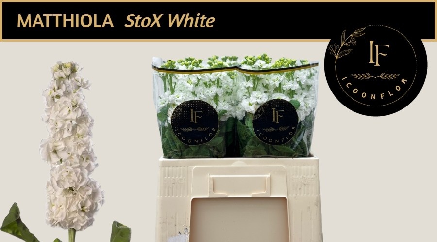 Matth Stox White