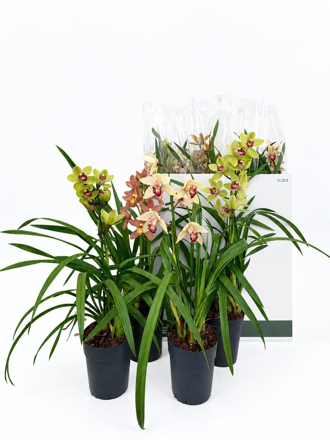 Cymbidium Asst Sp Orchids