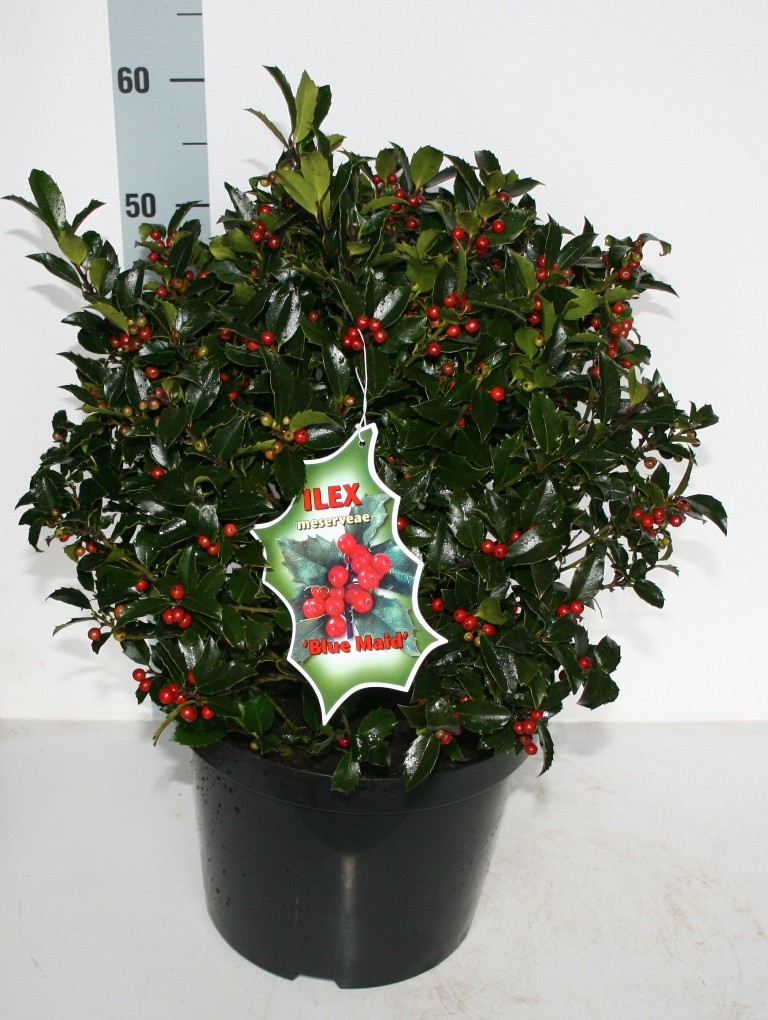 Picture of Ilex mes. Blue Maid P29 (10 Ltr) POTTED (LOOSE)