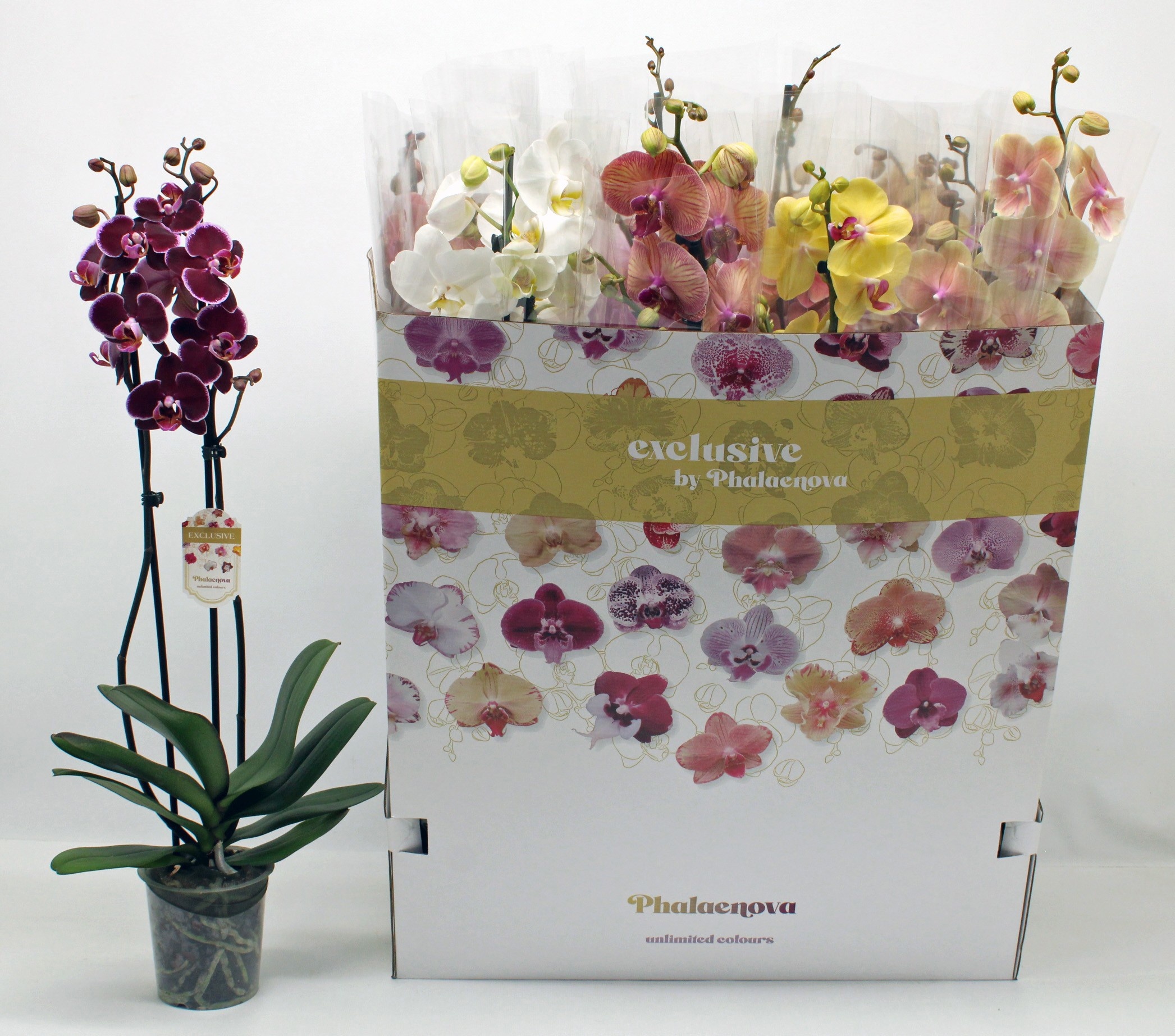 Phal Gem 10 Kl 12Ø 65cm