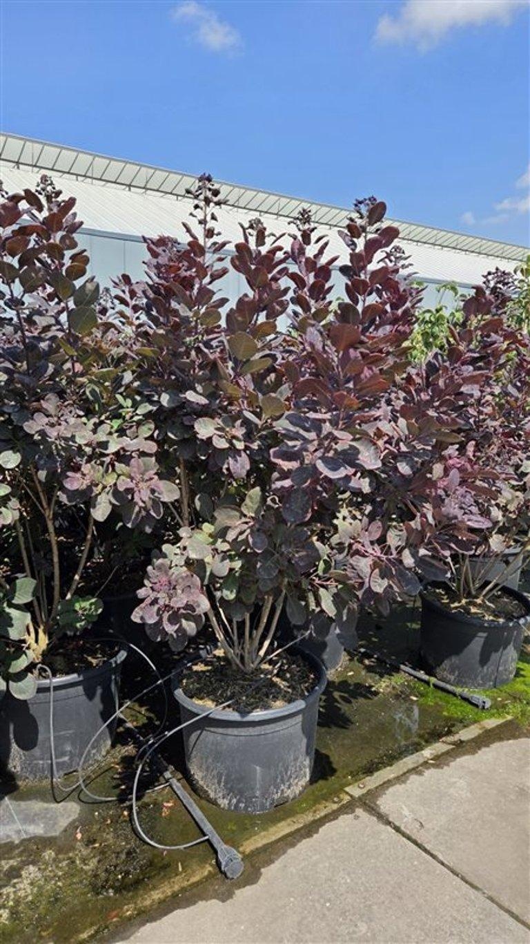 Coti Co Royal Purple