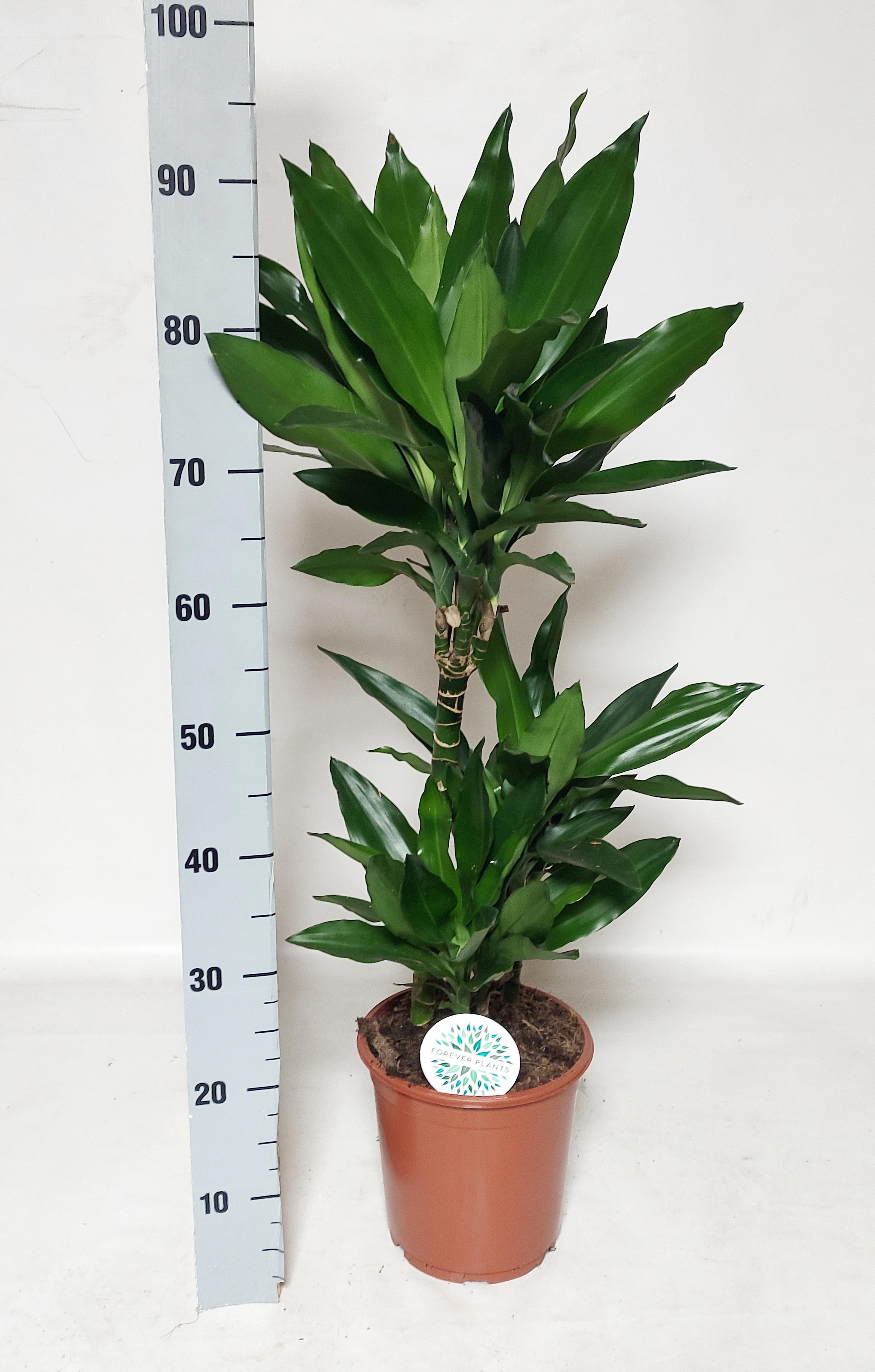 Dra De J Lind 21Ø 100cm