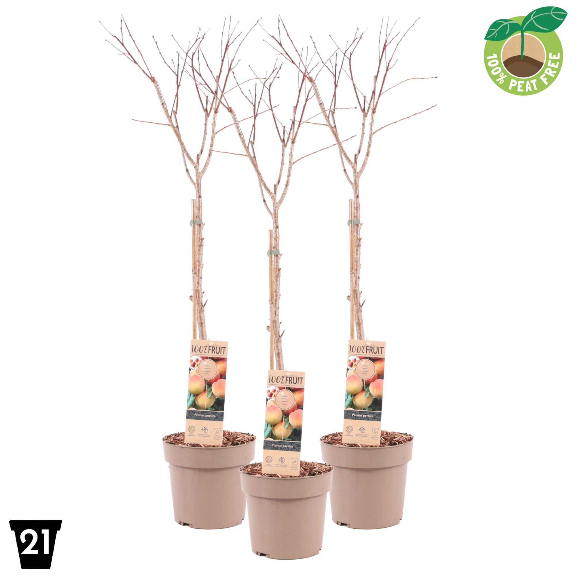 Picture of Prunus persica Peach P21 (4 Ltr) Patio-Trees (LOOSE)