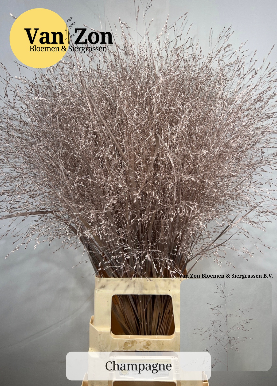 Ornamental Grass Painted (PANICUM)