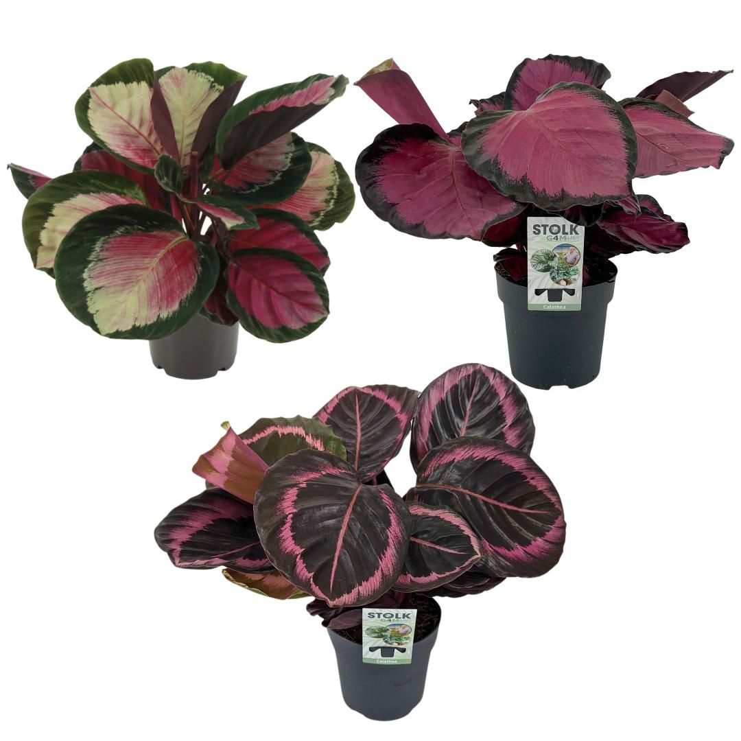 Calathea 3 soorten red mix